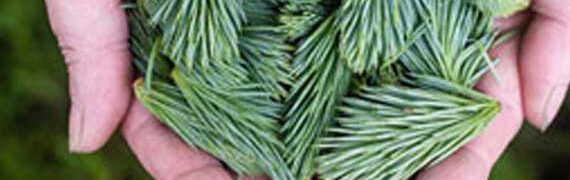 מחקר – יעילות הטיפול באורטיקריה ברפואה סינית