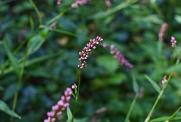 צמח הארכובית
